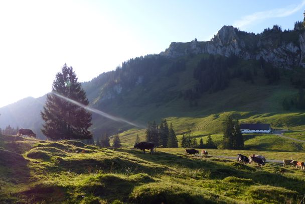 Tiere auf der Weide - Alpe Schönberg