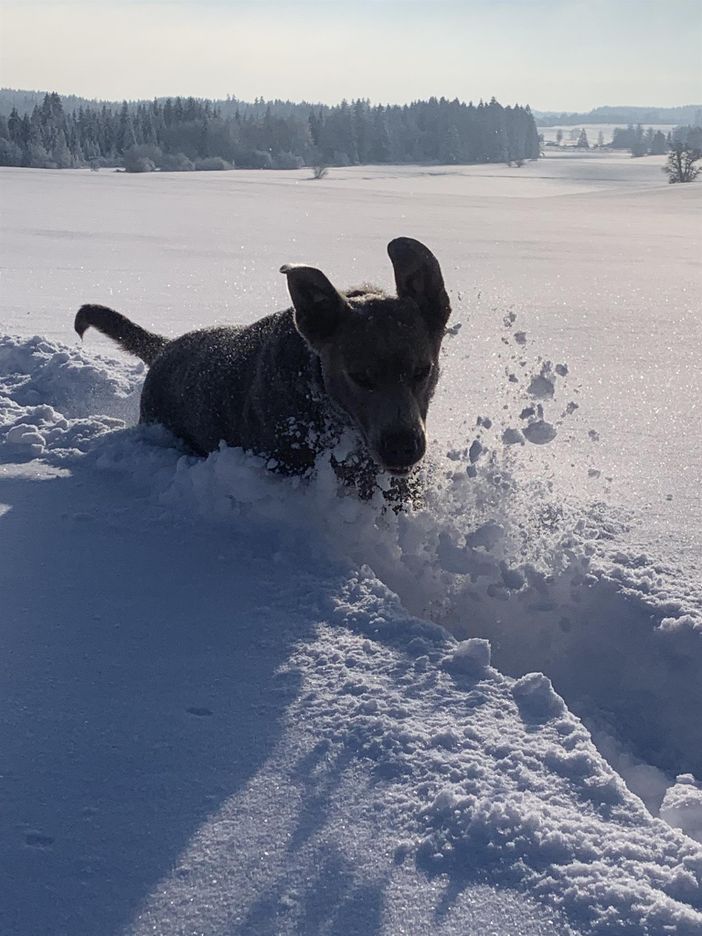 Luna im Schnee