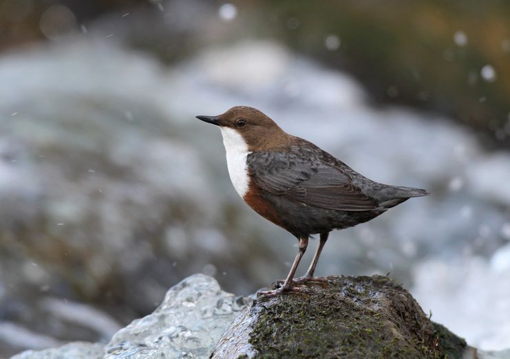 34149_Wasseramsel - Hopf Dieter _LBV Bildarchiv