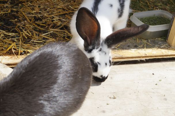 Streicheltiere auf der Wurzelhütte  - Ofterschwang