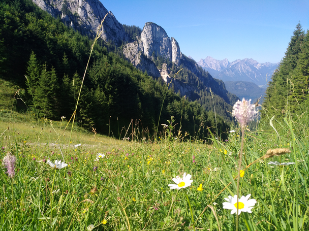 Fauna an der Rohrkopfhütte