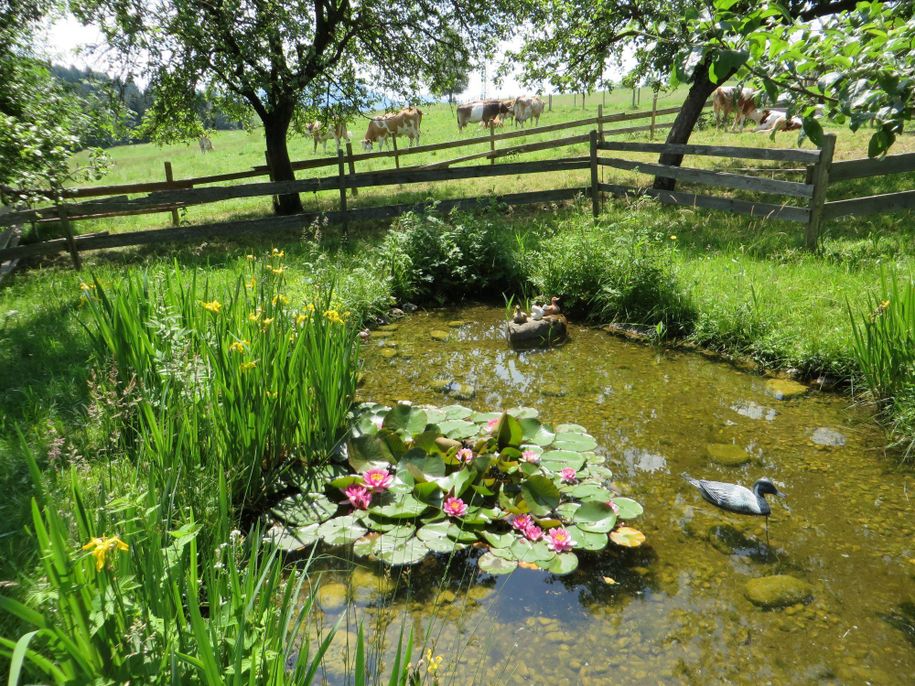 Teich am Gartenhaus