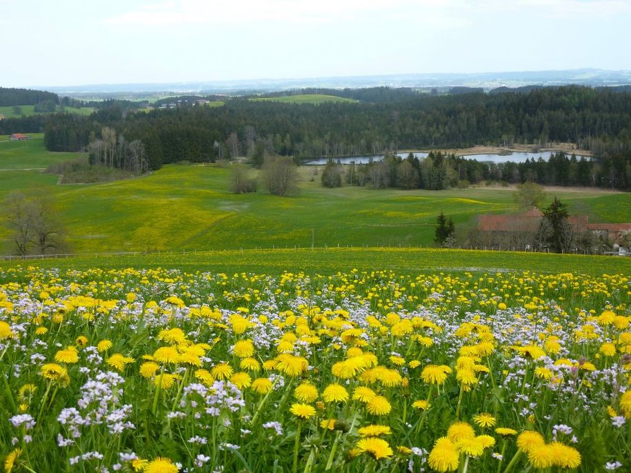 Notzenweiher Frühling