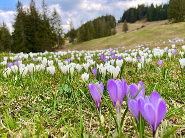 Krokusblüte am Ofterschwanger Horn (meist im April)