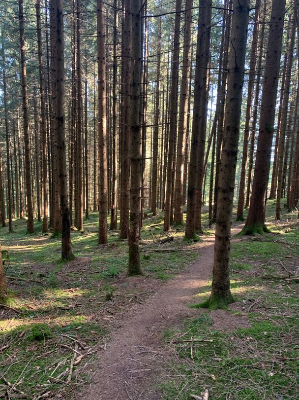 Waldweg Richtung Schloßanger Alp