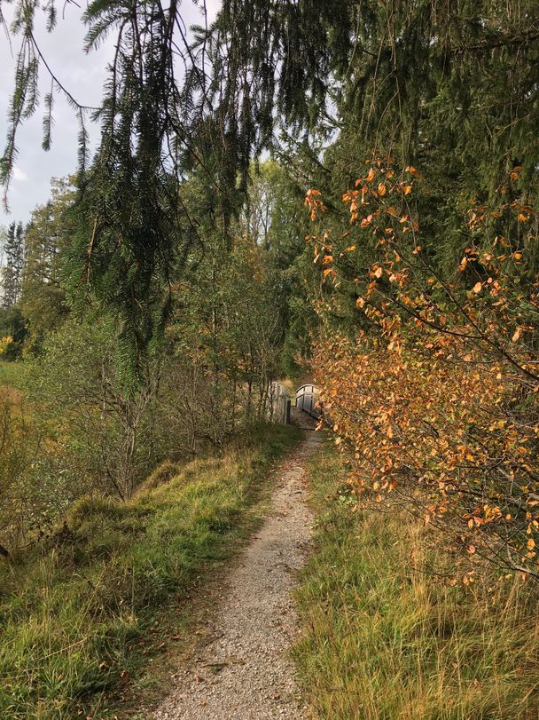 Waldpfad Richtung Speiden