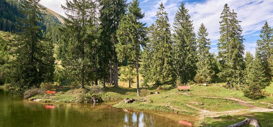 Wald in Tannheim