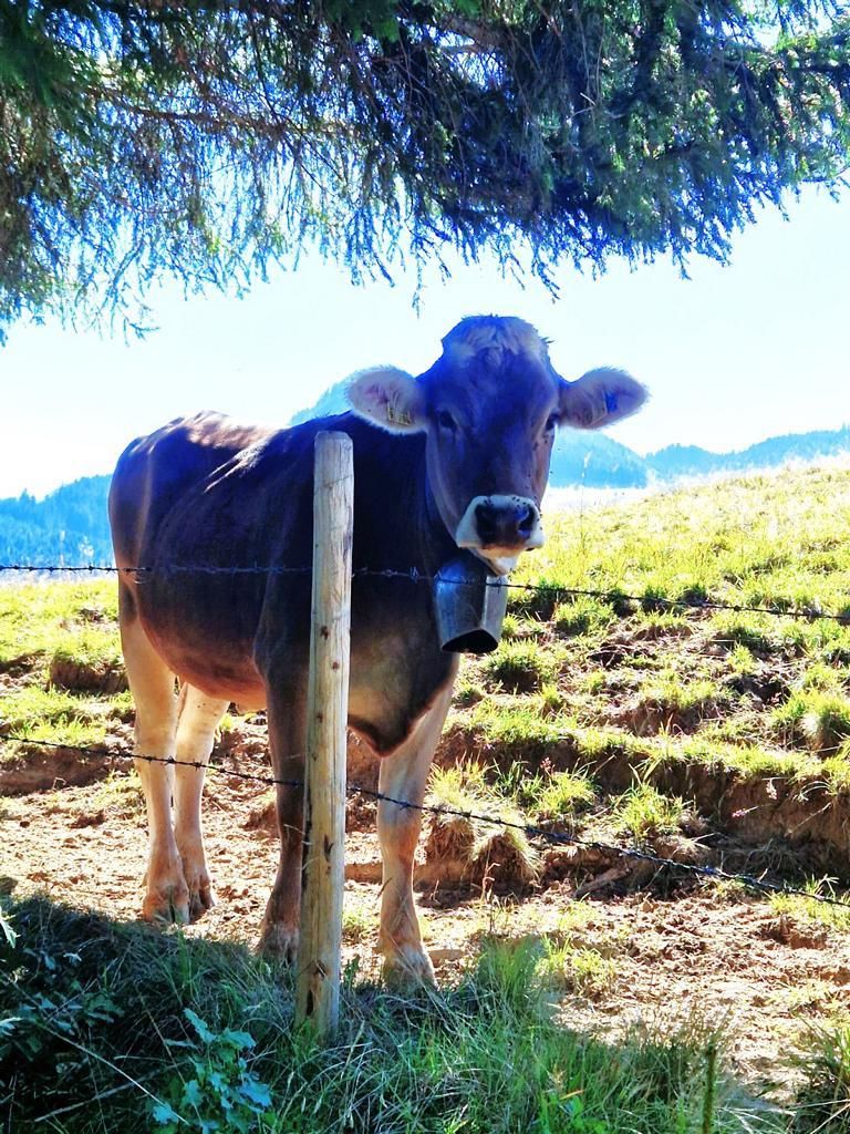 Auf der Alpe