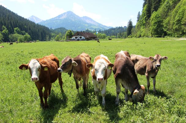 Empfangskomitee beim Kalbelehof