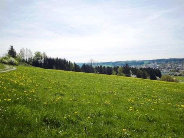 Blick auf Ottobeuren vom Buschlberg