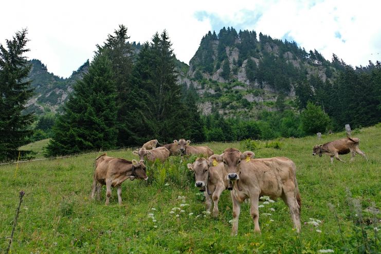 Alpe Klakhoef