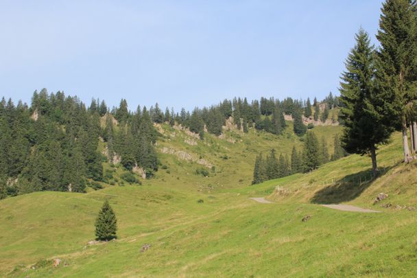 Weg Richtung Alpe Spicherhalde