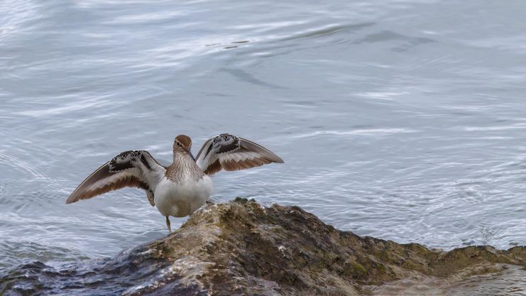 Vortrag_Flussuferläufer_Michael_Walch