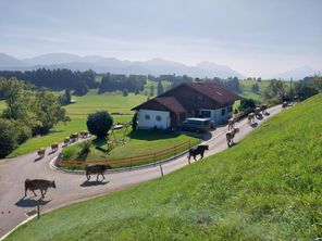 Unsere Kühe kommen von der Weide