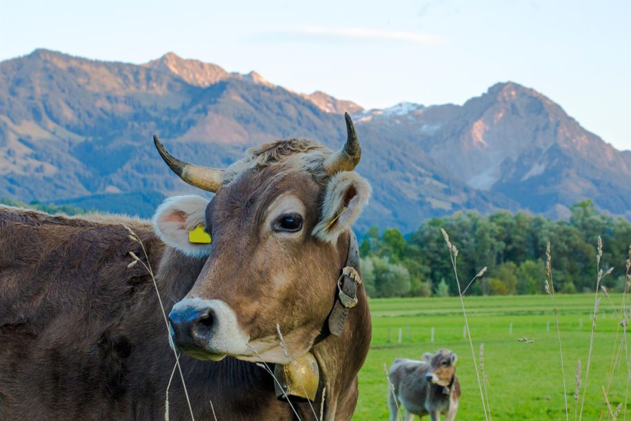 Allgäuer Braunvieh