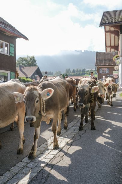 Traditioneller Almabtrieb in Oberstaufen