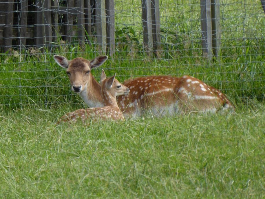 Unsere Tiere