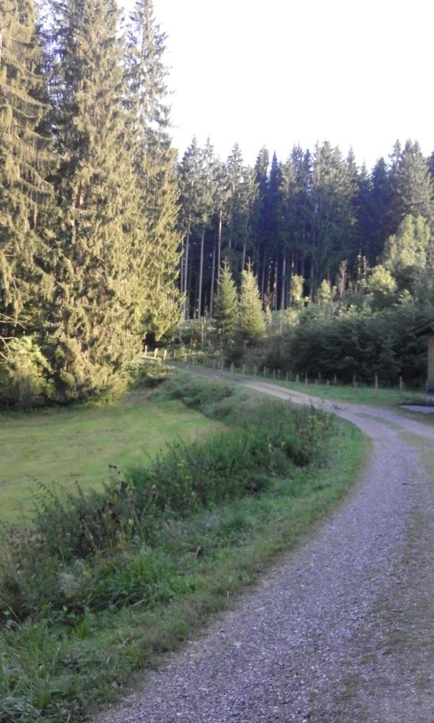 Forstweg Richtung Rohrweiher