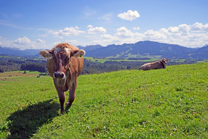 weidende Kühe