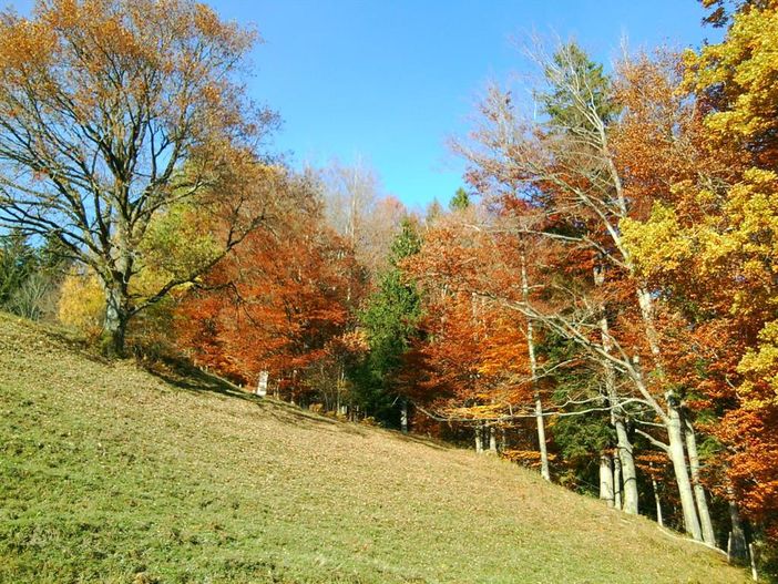 Herbstwald