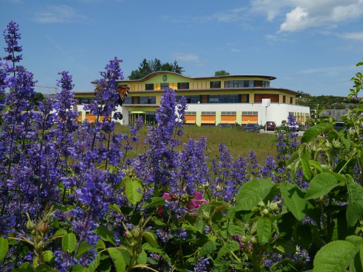 Fuchs, Kleiner Gebäude Katzenminze R Primavera (2)