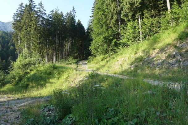 Breiter Wanderweg Richtung Aggenstein