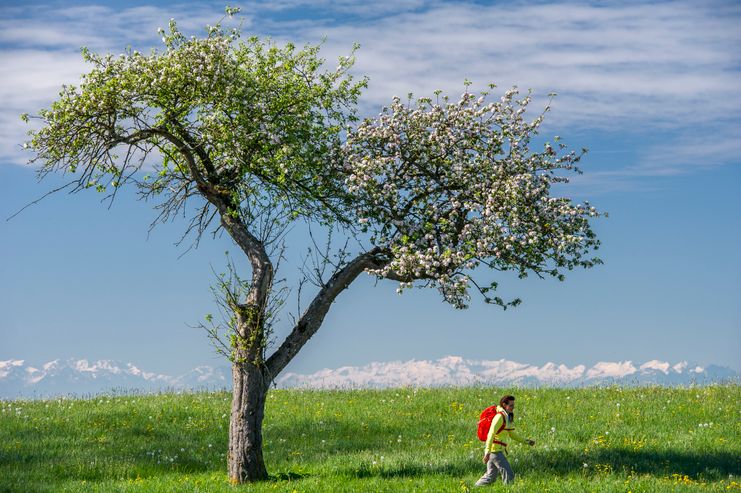 Wiesengänger Route - Wandertrilogie Allgäu