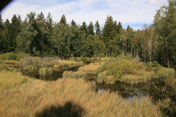 Verlandeter Moorstich im Naturschutzgebiet  Taufach-Fetzach-Moos bei Isny-Beuren