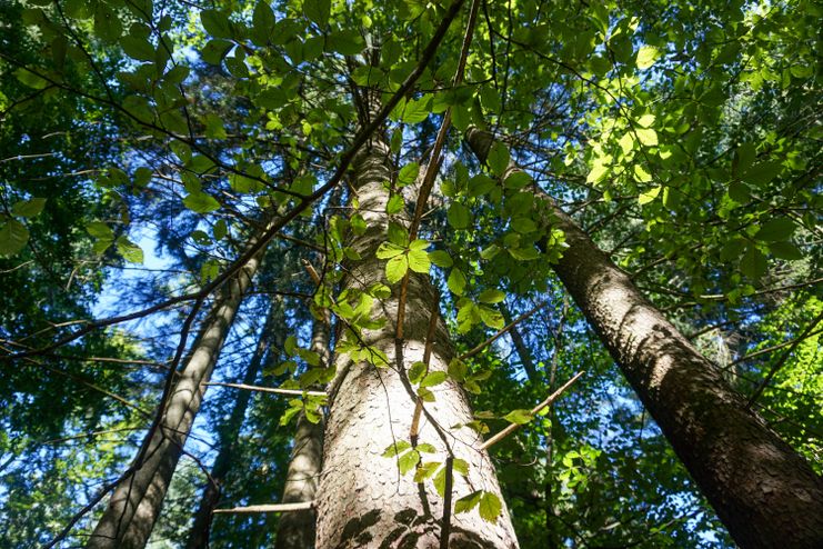 Allgäuer Bergwald