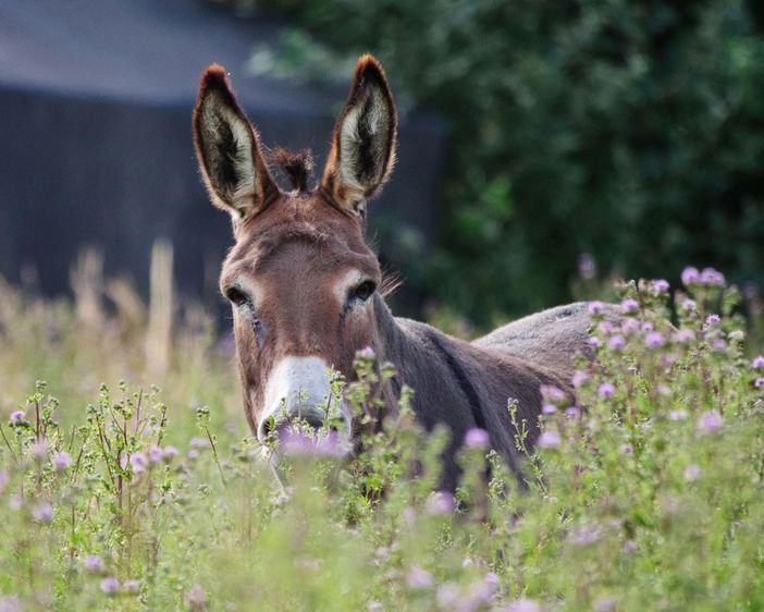 05_tiere_alpenloft_allgaeu_chalet_ferienwohnun_sau