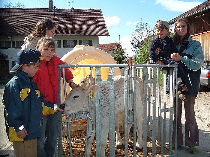 Kinder bei den kl. Kälber