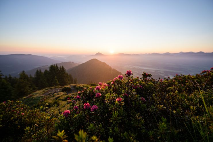 Alpenrosenblüte am Rangiswanger Horn im Allgäu