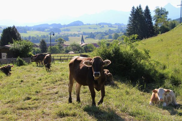 Kühe in Pfronten-Kappel, beim Waldseilgarten