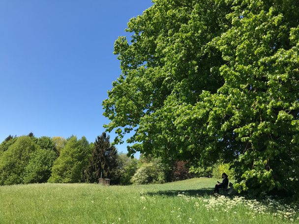 Die Friedenslinde auf dem Wachbühl spendet im Sommer Schatten