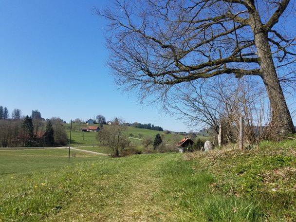 Wiesenpfad Richtung Schweinberg