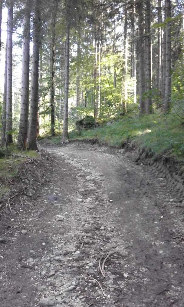 Forstweg am Weißenseer Berg