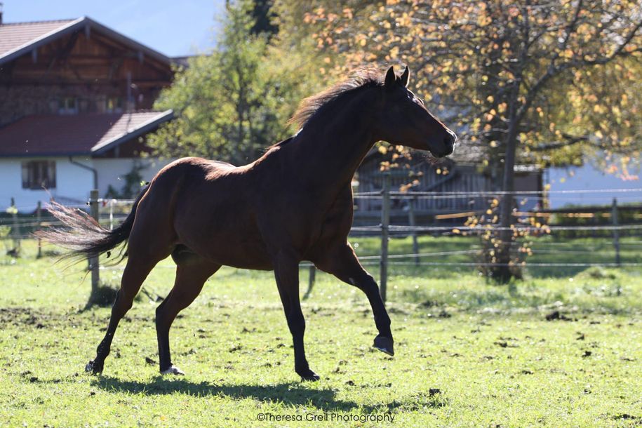 Unser Pferd "Skip"