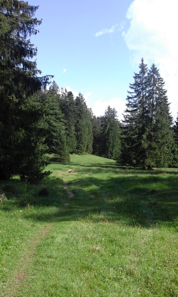 Viehweide oberhalb der Salober Alm