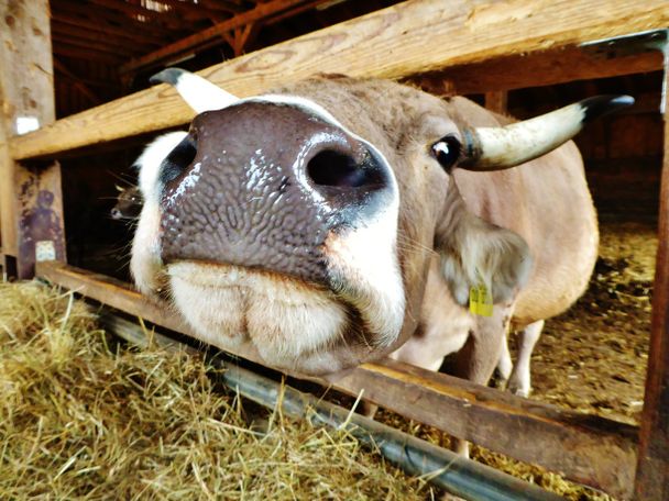 Feinste Heumilch von unseren Kühen