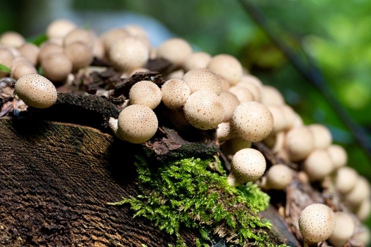 Das geheime Leben der Pilze