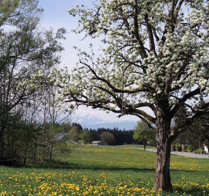 Frühling