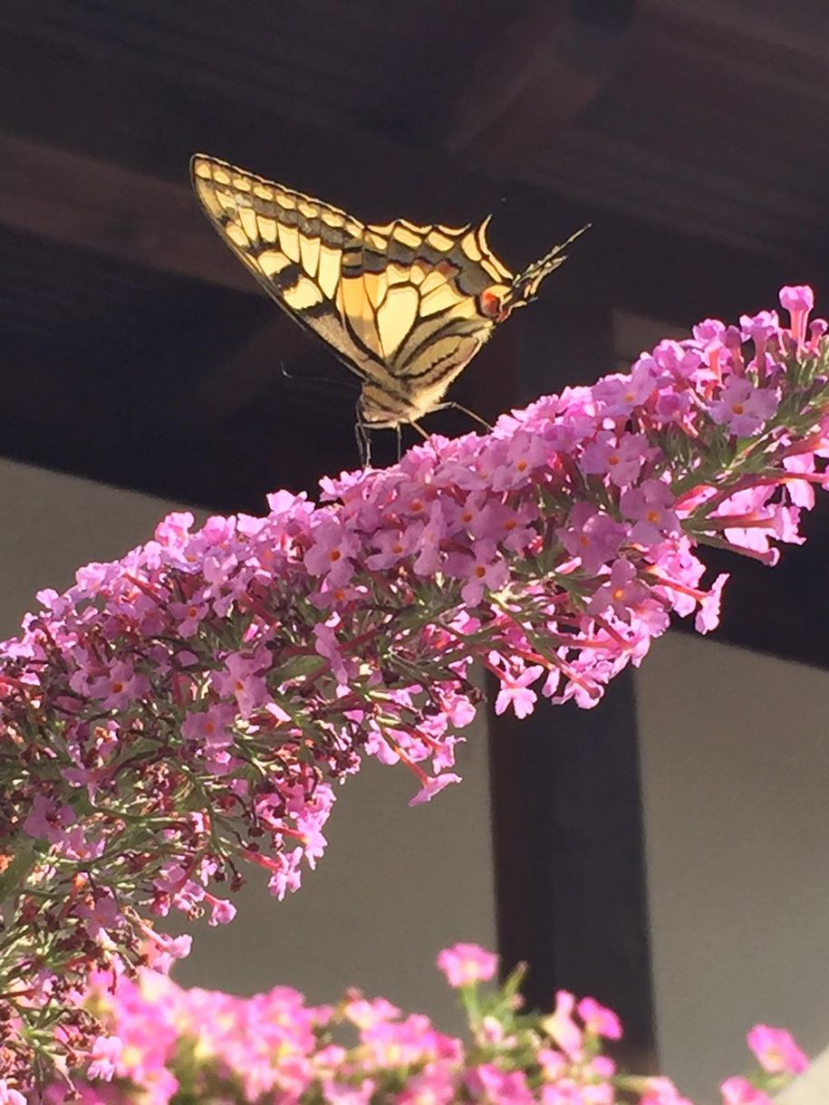 Schmetterling Garten