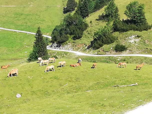 2025 SEEN-LAUF Tannheimer Tal - 3 Hütten-Trail (S)