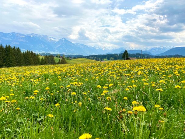 Löwenzahnblüte in Ofterschwang im Allgäu