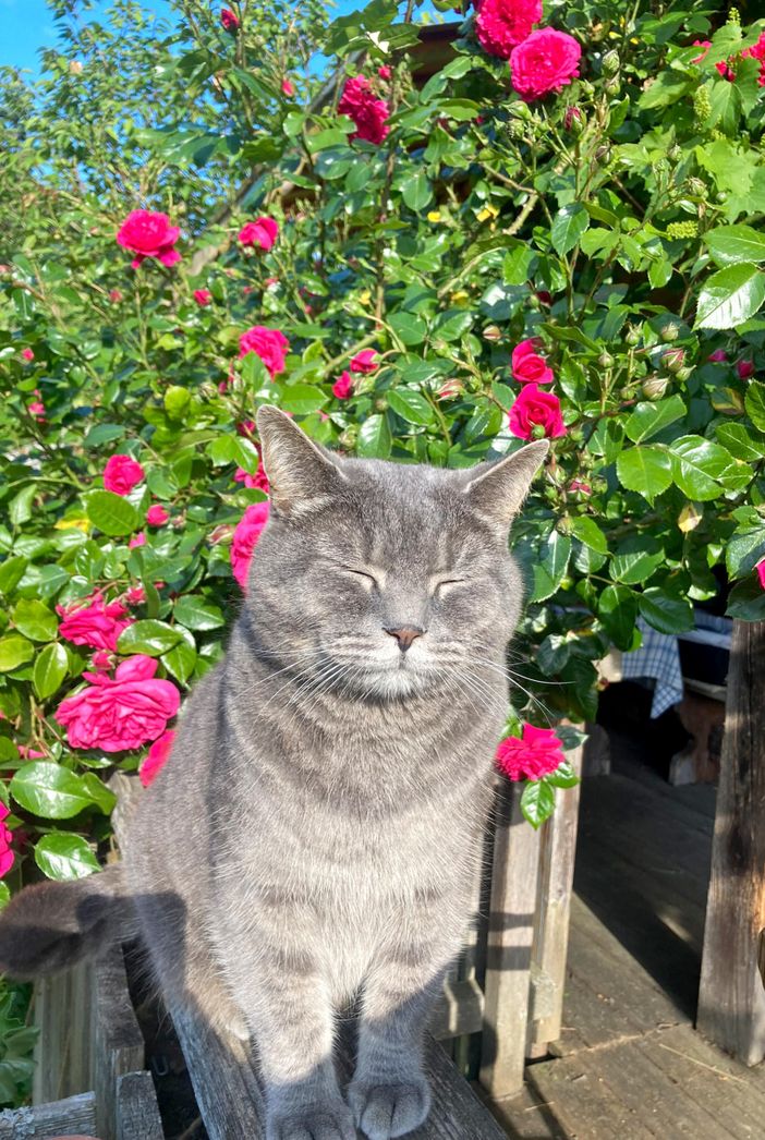 Kater mit Rosen