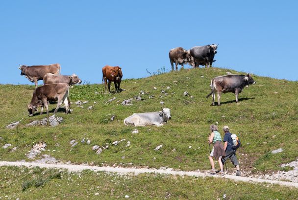 Wanderer und Kühe auf dem Breitenberg