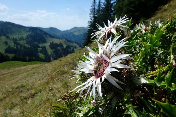 Silberdistel