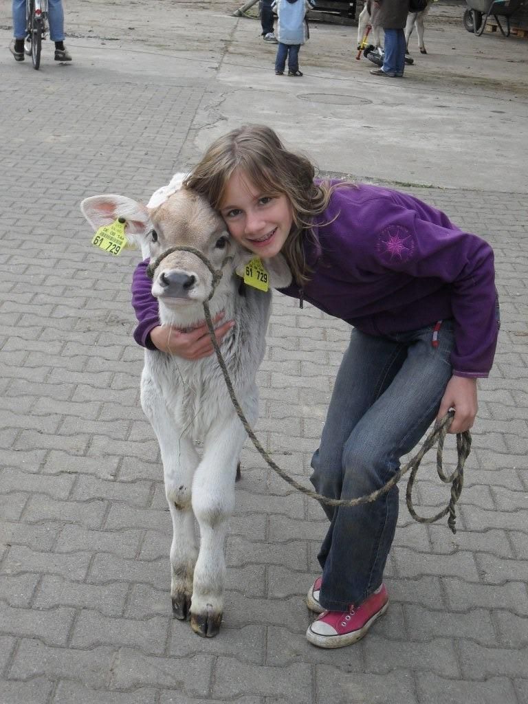 Ein Spaziergang mit einem Kälbchen