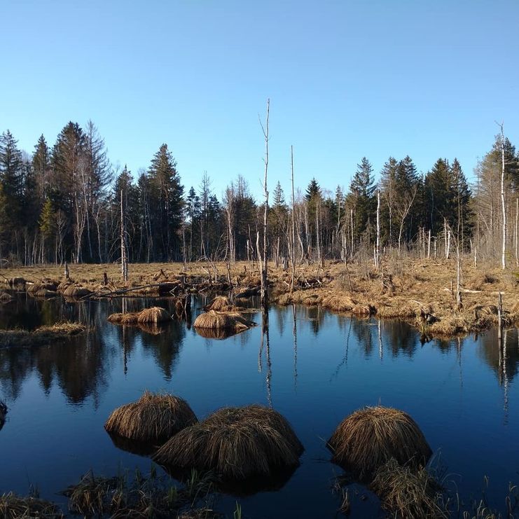 Gewässer im Werdensteiner Moos