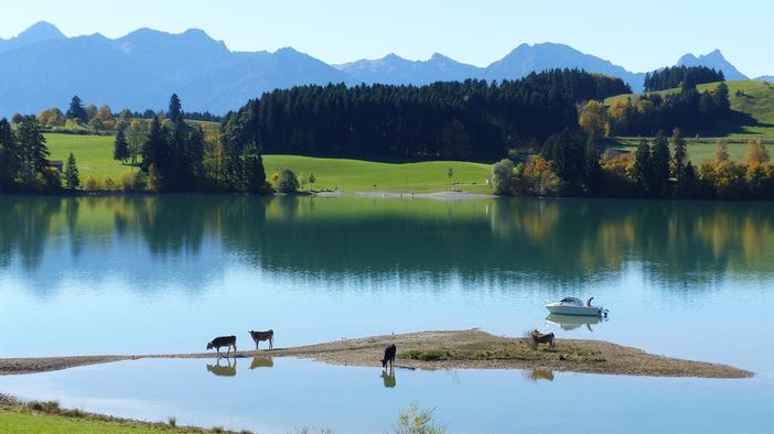 am Forggensee